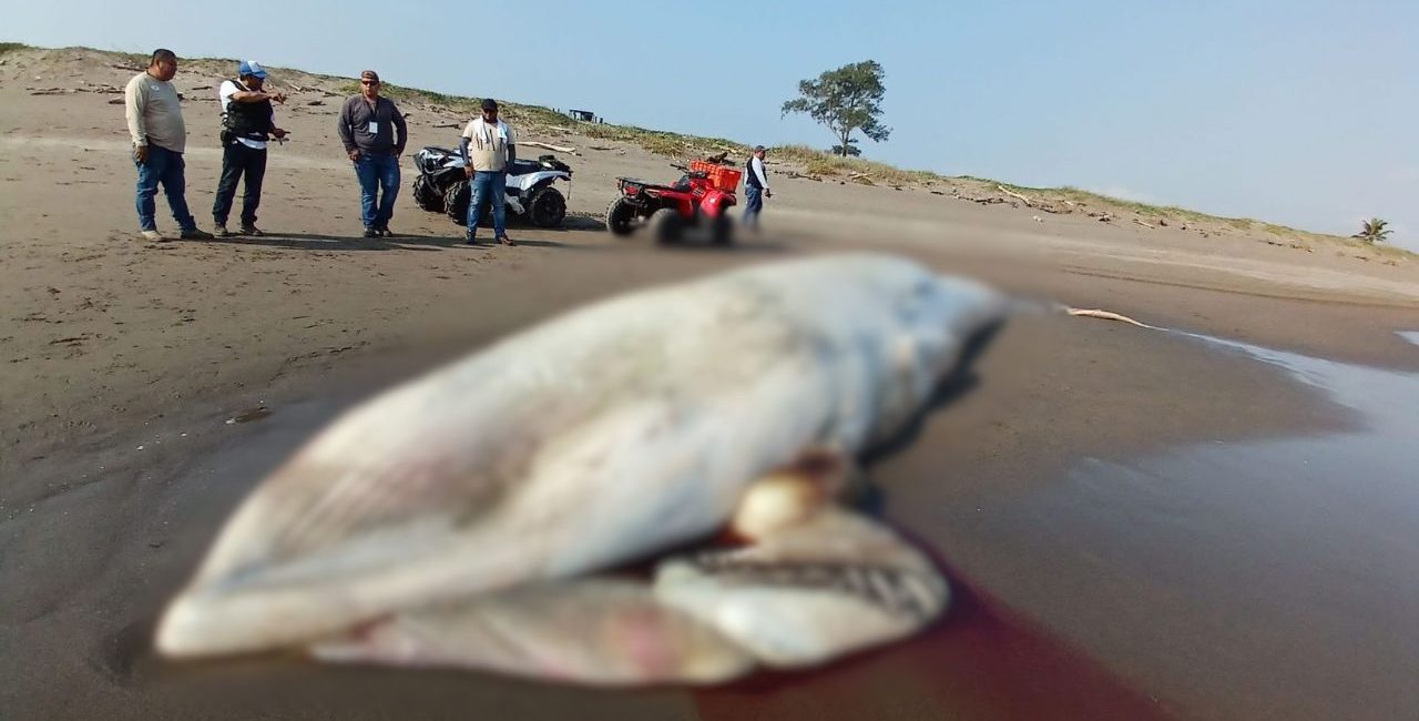 Hallan ballena muerta en Nautla, Veracruz: investigan causas y riesgo ambiental