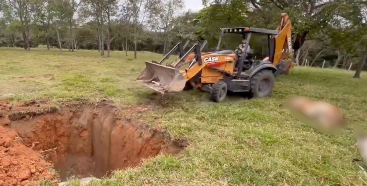 Miles de reses mueren en Huimanguillo, Tabasco tras consumir alimento contaminado; ganaderos en crisis
