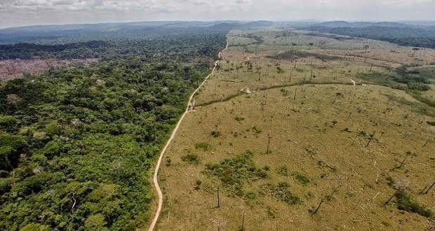 Bosques y selvas de México: clave en la lucha contra el Cambio Climático; convocan a foro para su análisis