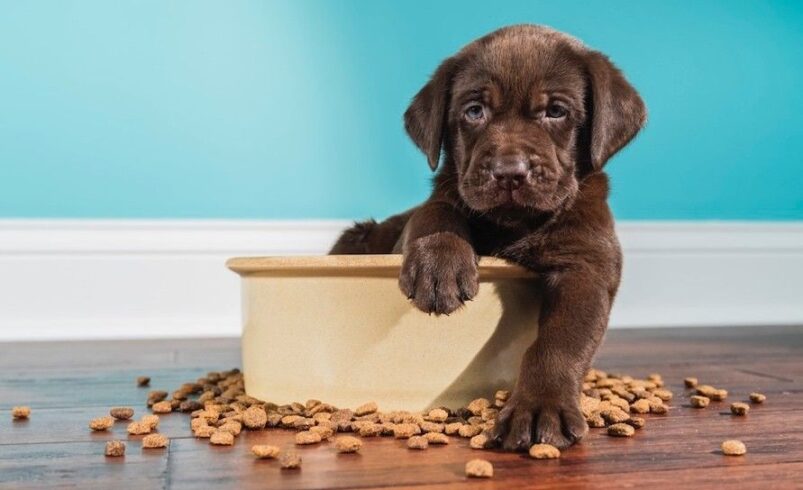 Un estudio muestra beneficios medioambientales de la comida a base de plantas para perros en el Reino Unido