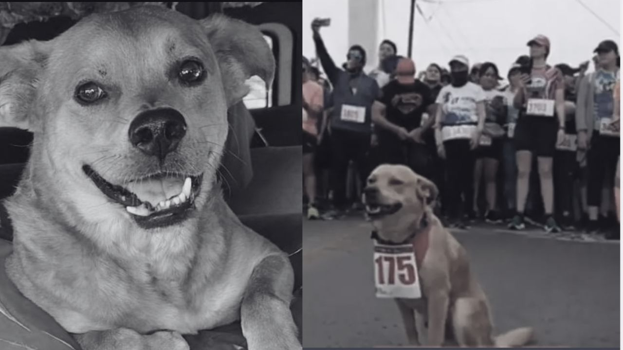 Muere “Chicles”, el perrito maratonista de Tijuana, por envenenamiento