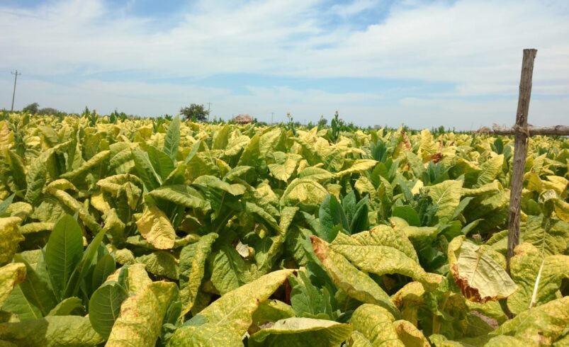 Productores de tabaco piden desechar propuesta de aumentar impuestos a los cigarros