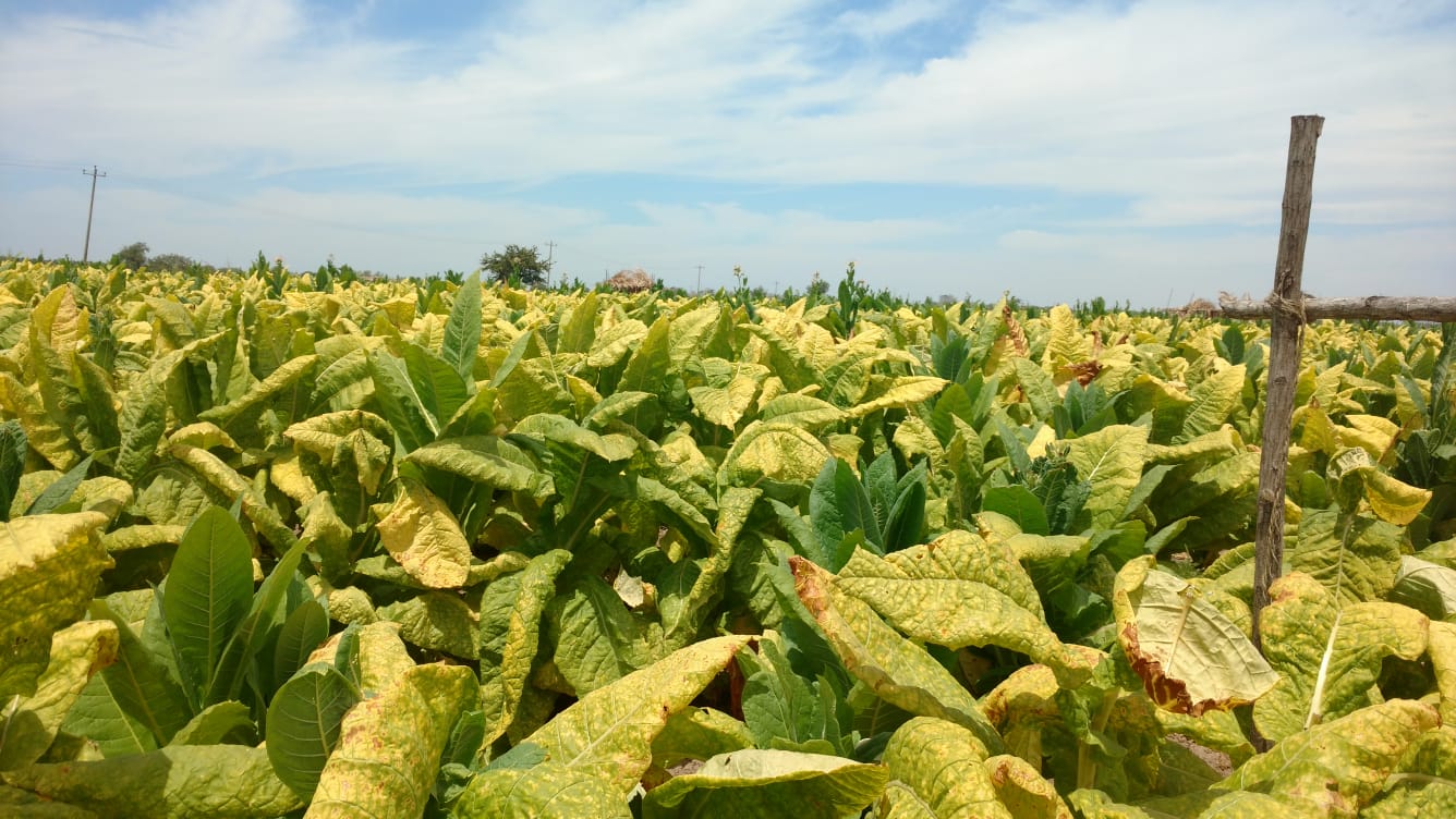 Productores de tabaco piden desechar propuesta de aumentar impuestos a los cigarros