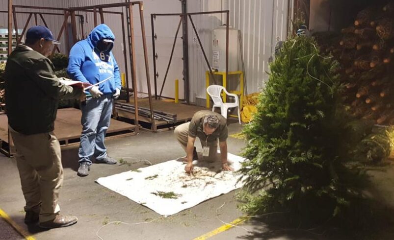 En 2025, Semarnat evitó el ingreso de peligrosas plagas forestales a México