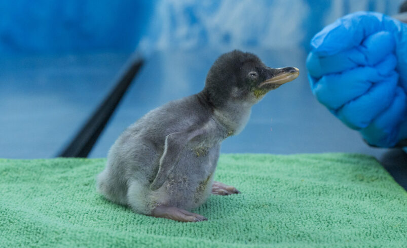 “Del Hielo a la Capital: Cuatro Pingüinos Gentoo Hacen Historia en México
