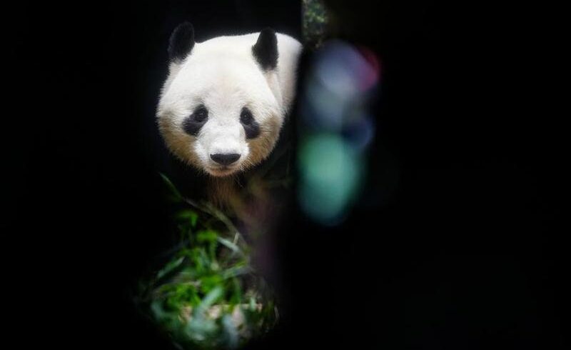 (Multimedia) Regresan a China dos últimos pandas gigantes que permanecían en Japón