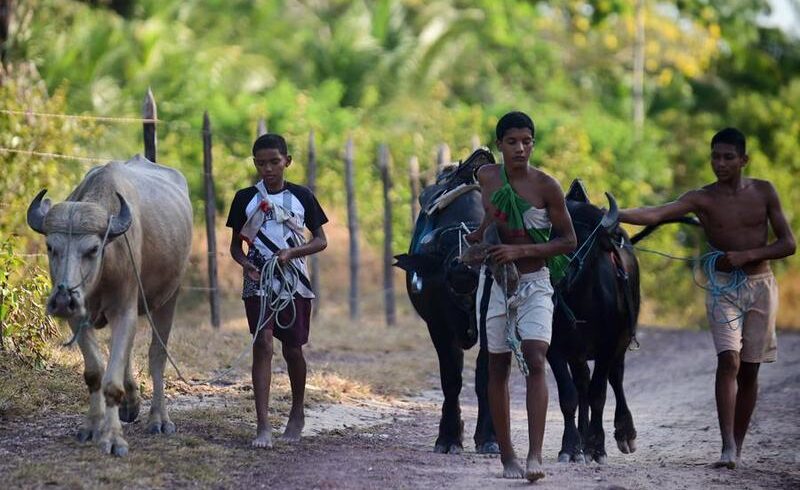 (Multimedia) Brasil registra en 2025 el mejor año en reducción de trabajo infantil desde 2017