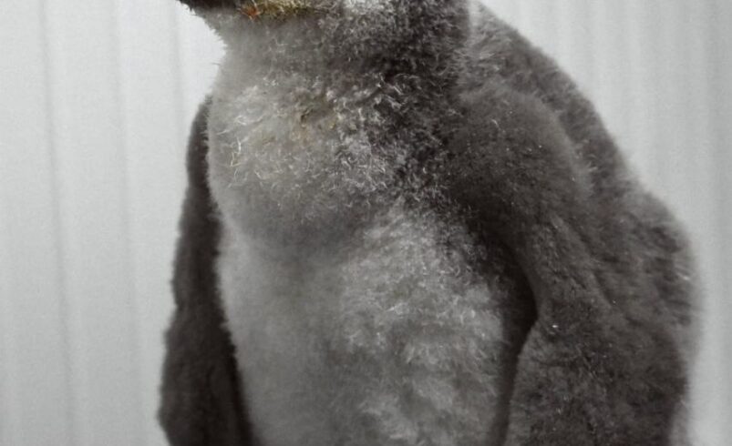 El primer pingüino barbijo de Latinoamérica ya tiene nombre: Leo